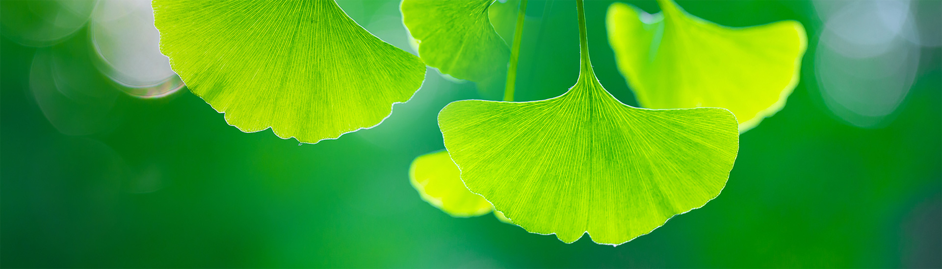 ����BG����