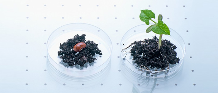 ֲ����ȡ��ɢ����ƽ̨